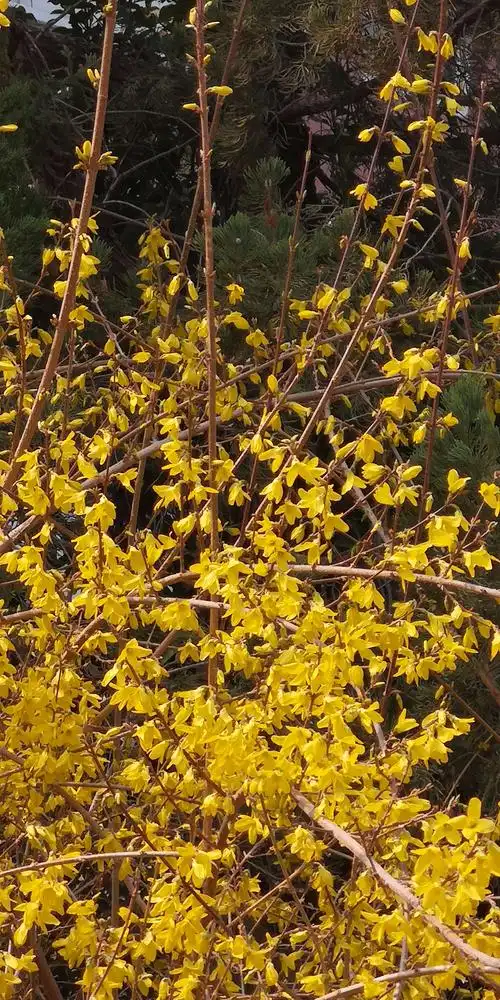 连翘——欲与迎春试比娇