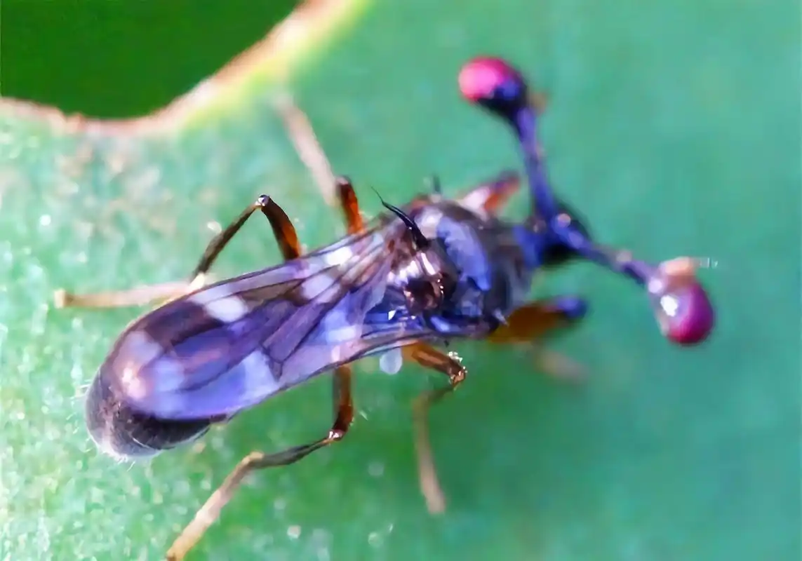 每天认识一种昆虫——突眼蝇 这是一种长相怪异的昆虫,它是双翅目突眼