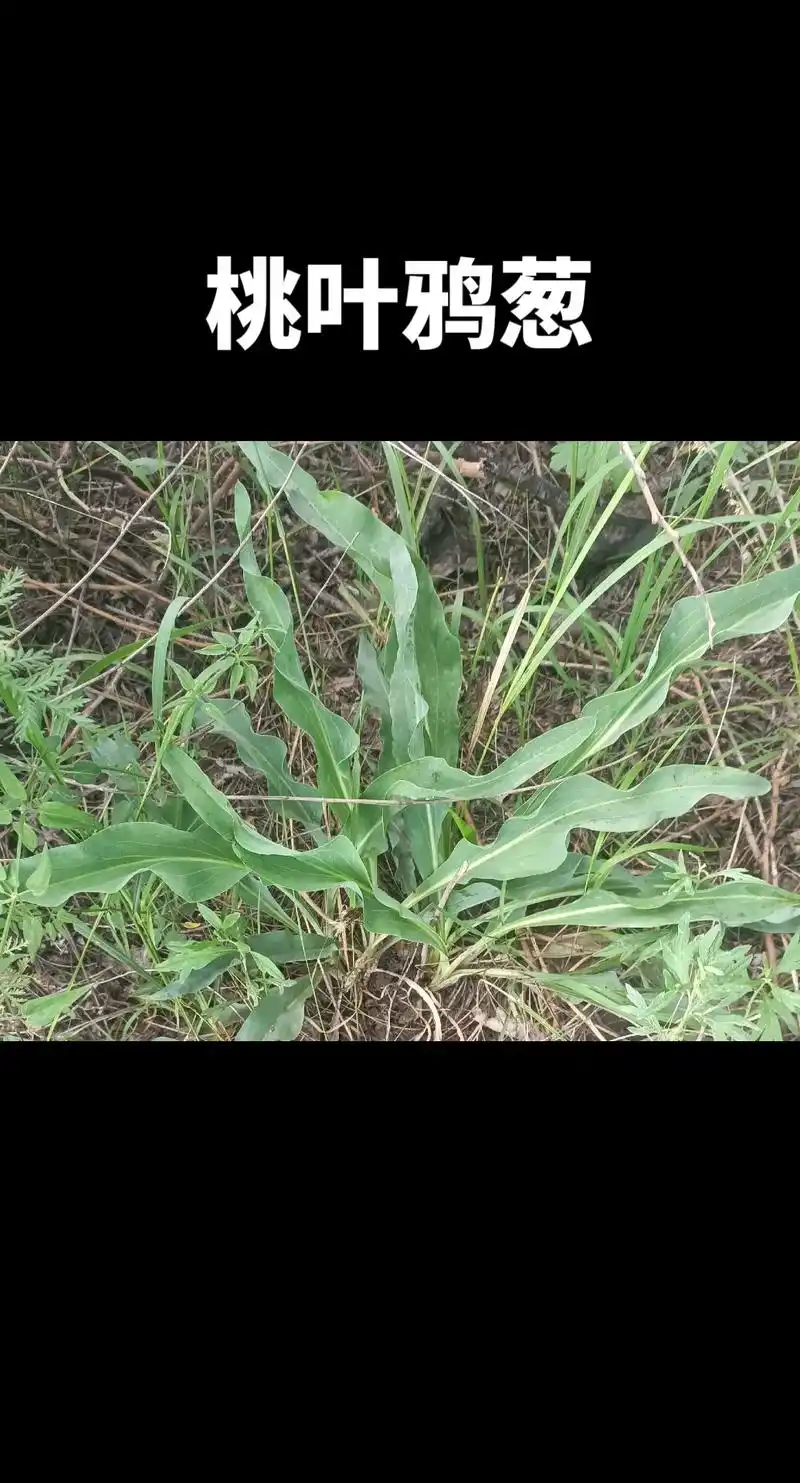 常见有桃叶鸦葱和华北鸦葱.桃叶鸦葱,草中大波浪,容易和 - 抖音