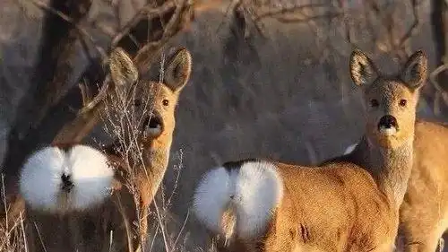来自马猴烧酒宁小莞 - 微博