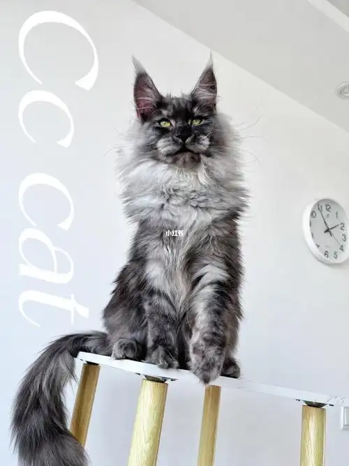 缅因猫长这样能不能行