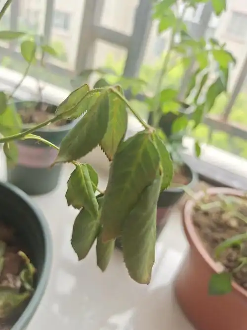 月季似乎闷根了0101