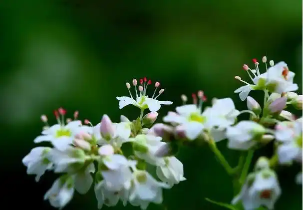 前段时间,韩国电视剧《鬼怪》热播,里面出现的白色花田,也就是荞麦花