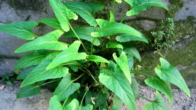 这种植物,人称"蛇头草",不仅价值珍贵,更是野外受伤的良药