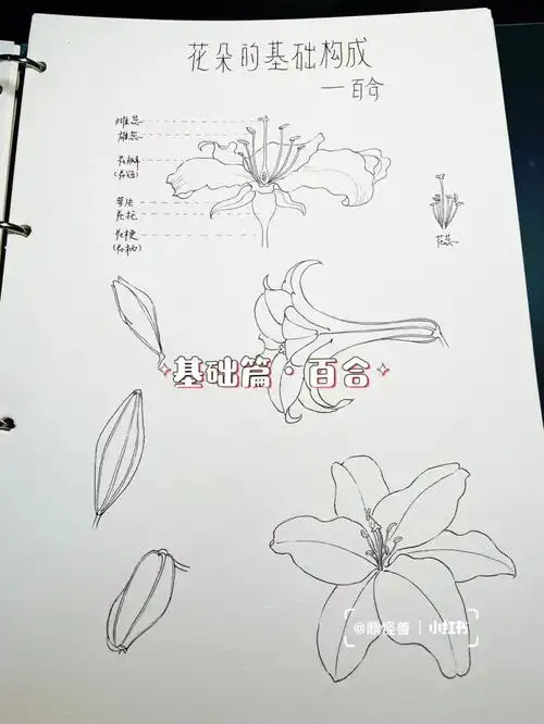 花卉基础花朵8百合附结构画法