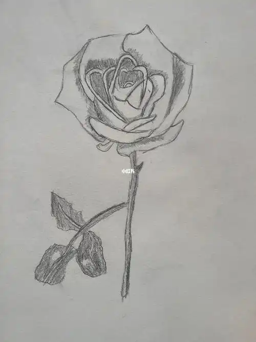 素描玫瑰手绘请大家多多点赞