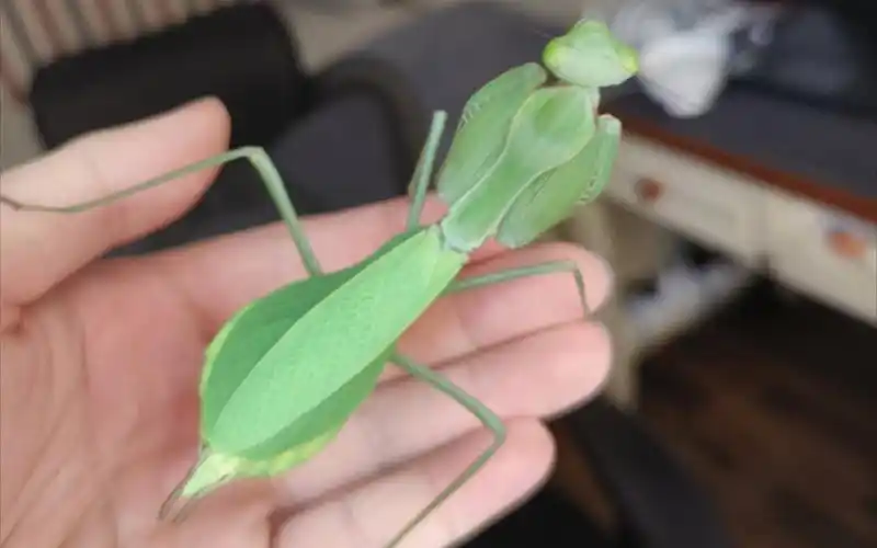 真好看,再拍拍(透翅巨螳)