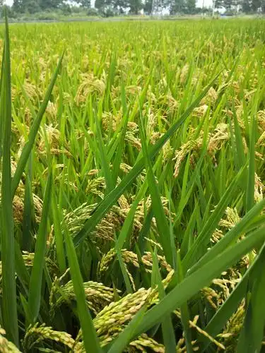 金色的谷穗弯着腰,象征着秋天,收获的季节.