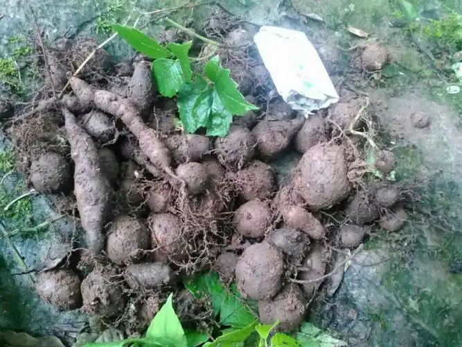 新鲜野生三叶青 金线吊葫芦 拍下现挖500克精选中草药材