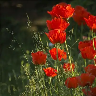 红色花朵头像个性唯美红色的罂粟花图片