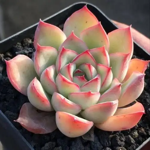 荷花多肉植物盆栽室内大颗超大莲花肉肉植物花卉稀有多肉 艾丽卡3头(6