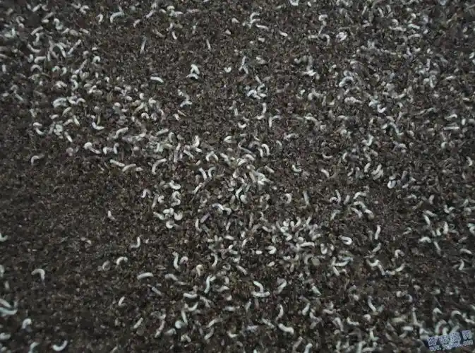 蝇蛆集卵物怎么做粪便发酵剂什么价格