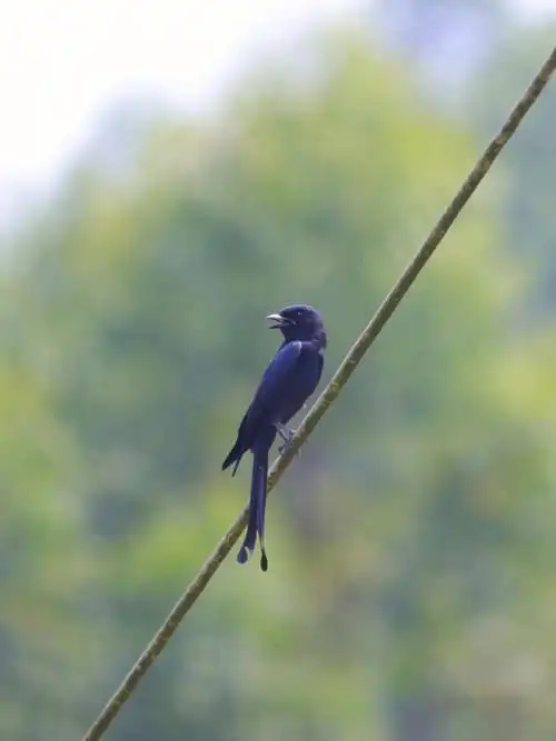 观鸟图鉴黑卷尾黑旋风