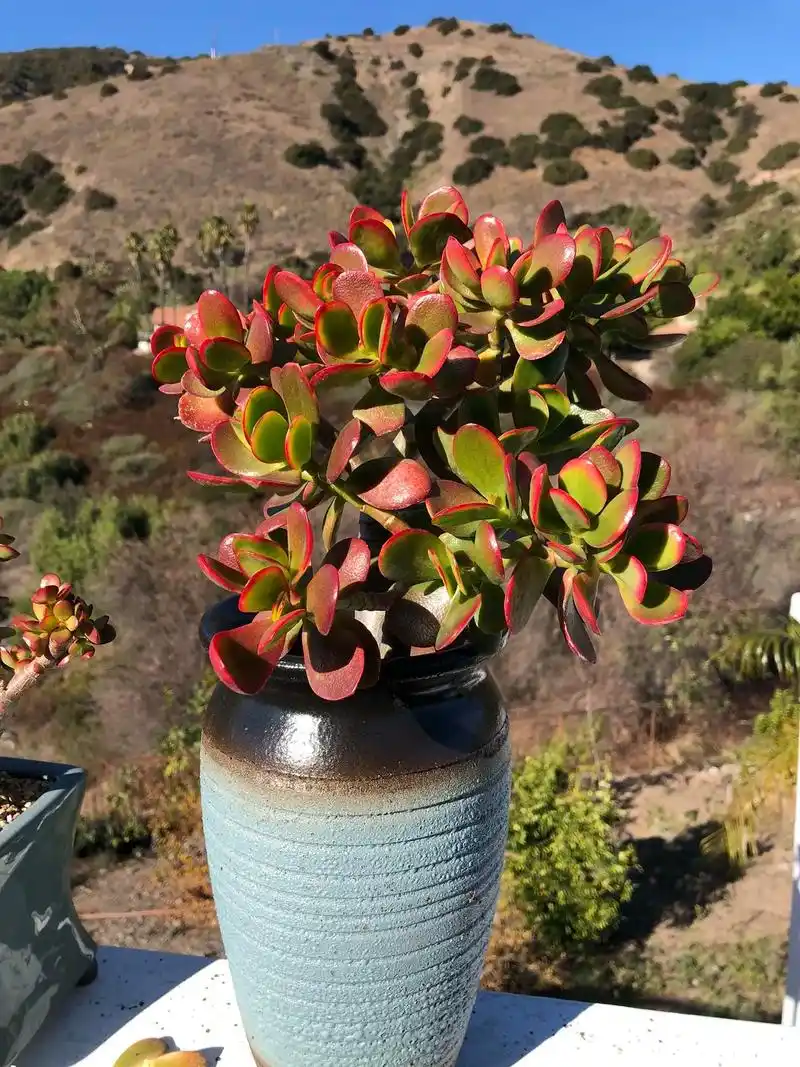 多肉#130 摇钱树-玉树-景天科.摇钱树-玉树-景天科cr - 抖音