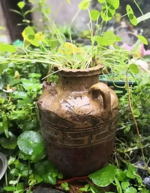 「园丁札记」那些年我捡过的旧坛子