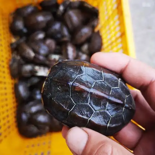 中华草龟活体龟苗批发金线龟宠物龟大小乌龟活物水龟观赏龟