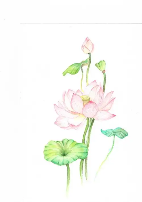 水彩手绘荷花 - 简书