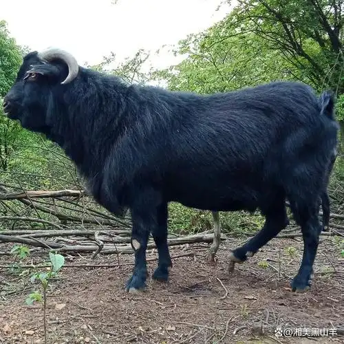 黑山羊种公羊在羊群中起到很重要的作用,"公羊好,好一坡.