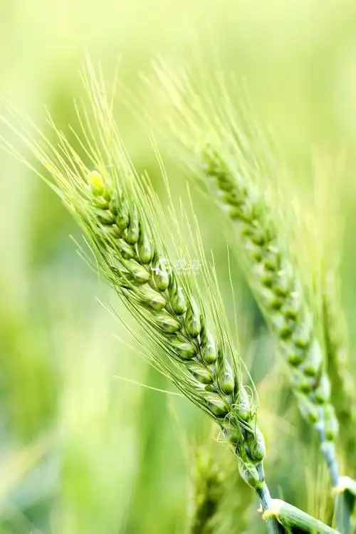 >  新闻 >  青岛推荐麦田里麦花飘香麦穗开始灌浆.(摄影师:俞方平 摄)