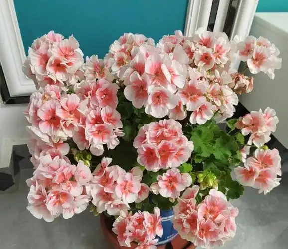 天竺葵"皇后",颜值极高,多季节绽放,皮实易栽培,你值得拥有