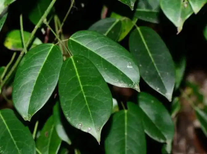 荒野维生野菜系列鹰爪枫