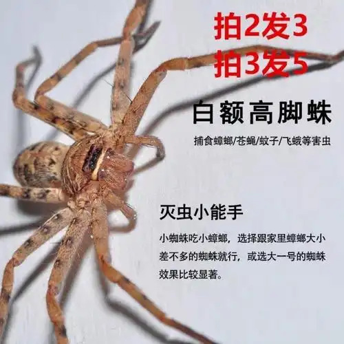 白额高脚蛛灭蚊虫宠物害虫天敌杀手杀蟑螂灭小强抓吃蟑螂的蜘蛛