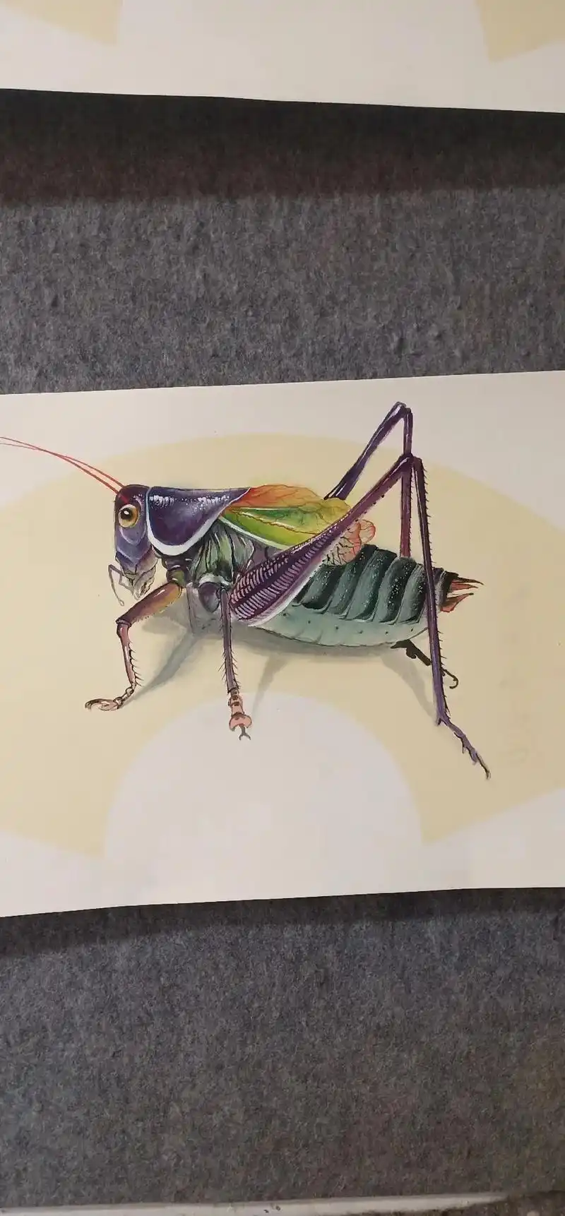 新作招财紫色蝈蝈,喜欢点个关注谢谢,下期更加精彩#国画艺术  - 抖音