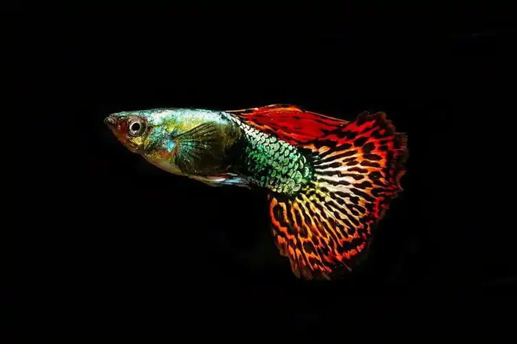 孔雀鱼图片