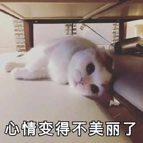 萌宠猫星人心情变得不美丽了嫌弃呆萌可爱gif动图_动态图_表情包下载