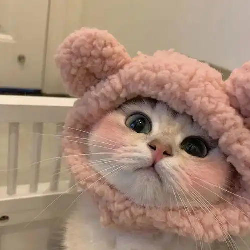 可爱猫咪 猫猫 头像小合集 - 知乎