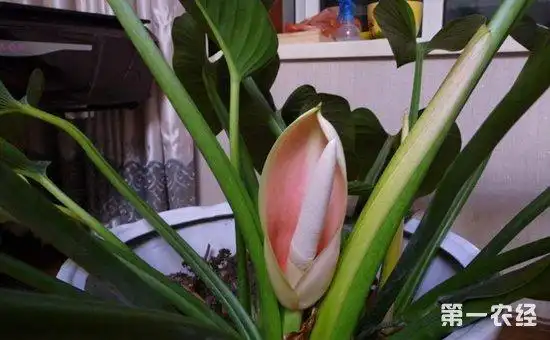 金钻开花吗金钻花什么时候开金钻花的花期有几天