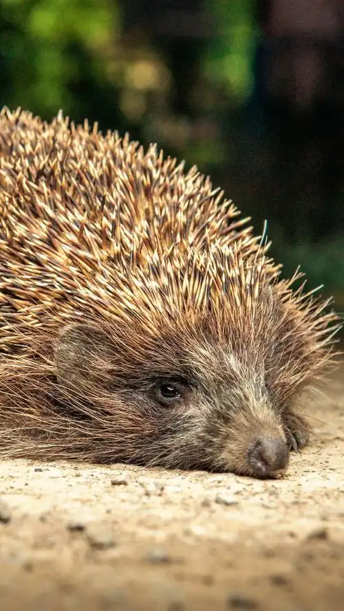 刺猬,针,休息 iphone 壁纸