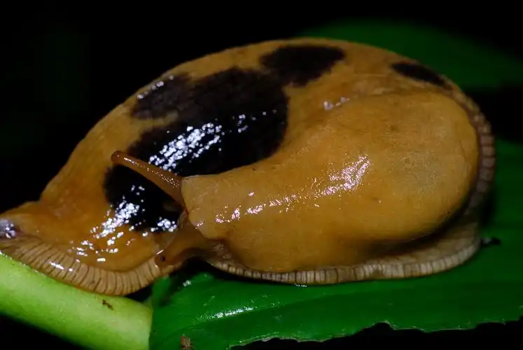 缓慢的蛞蝓图片爬行类动物蛞蝓