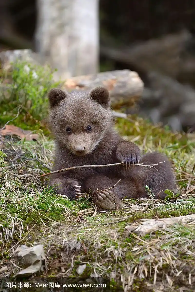 森林里的小棕熊