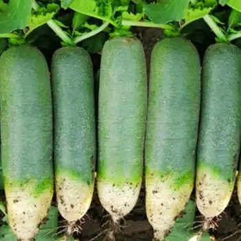 新鲜山东水果青萝卜潍坊潍县甜脆型新鲜沙窝绿罗卜天津5斤