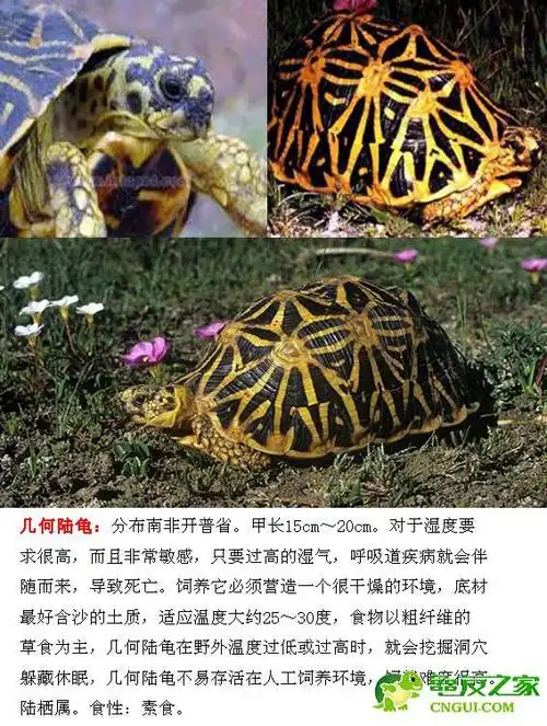 有懂乌龟的朋友吗,请问这种叫什么名字的龟?