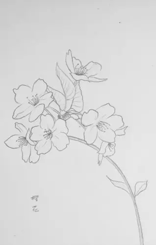 临摹花植樱花