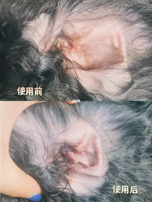 大耳朵狗子的困扰|狗子耳朵很臭怎么治_宠物用品_耳螨_宠物_宠物_狗