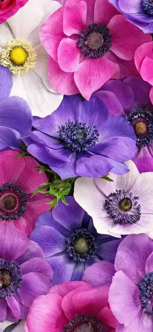 壁纸植物花卉治愈养眼小清新唯美赏心悦目