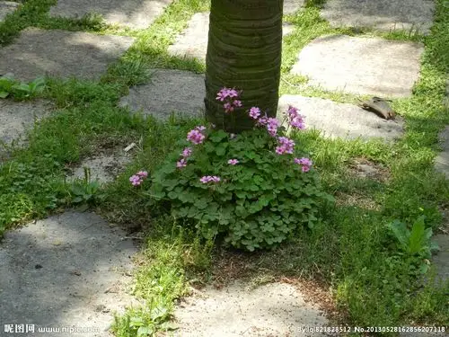 树下盛开的花儿图片