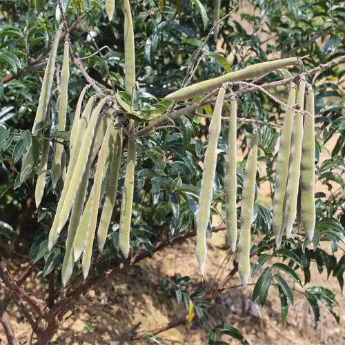 易播种野生牛大力种高当大叶牛大力小叶药材产地直销散装林木种