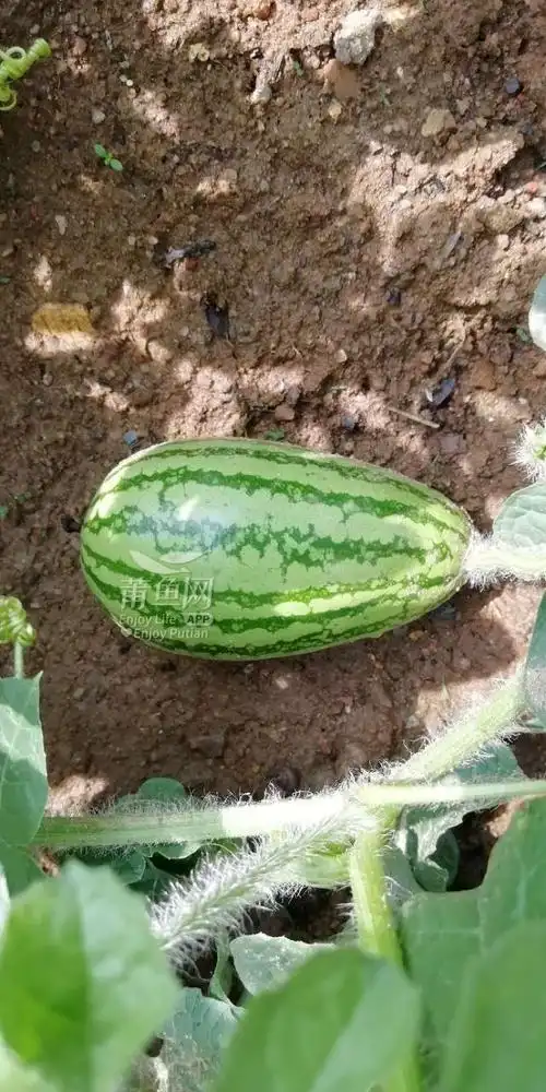 会是全网唯一吗?露台也长哈密瓜.