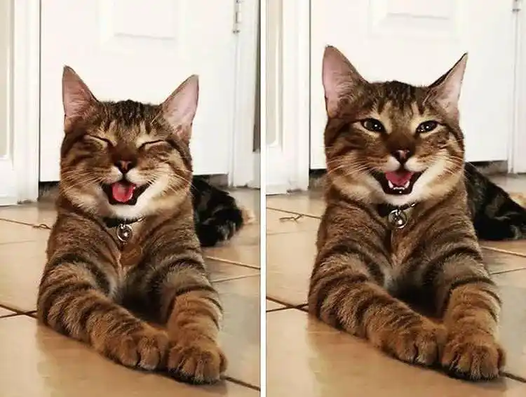 有些猫笑起来咋就那么尴尬呢