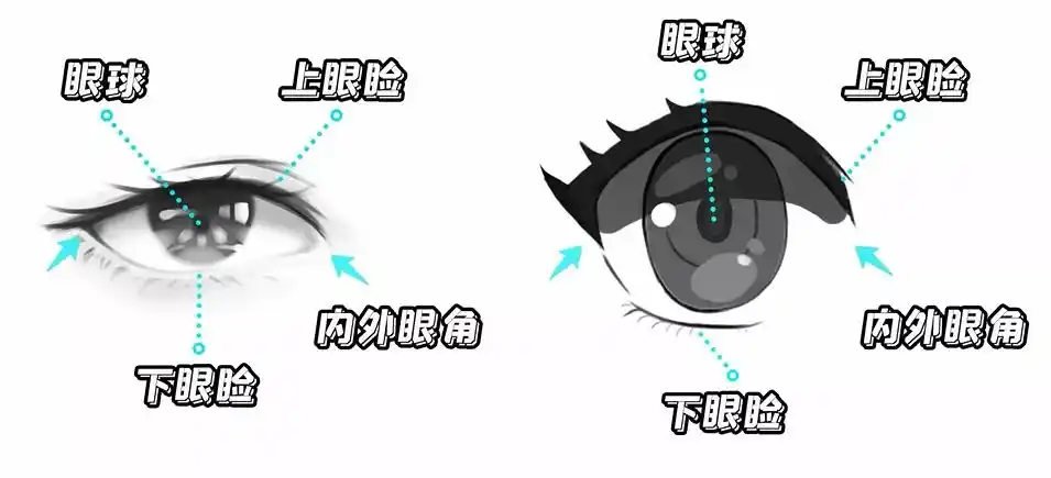 事实上二次元眼睛的结构依然是由写实眼睛演变而来的,都是有上下眼睑