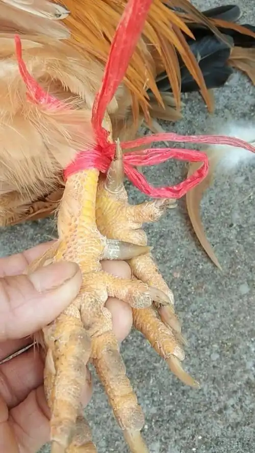 漂亮的周年小品种土阉鸡