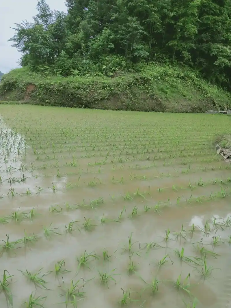 插秧季节 #看看农民苦不苦 #种田不容易 #一份耕耘一份收 - 抖音