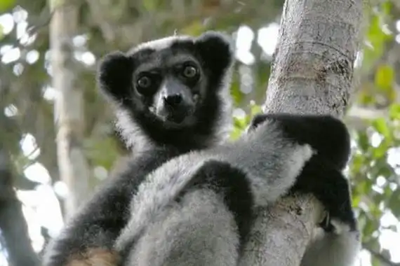 全球体型最大的狐猴:光面狐猴仅有1000只