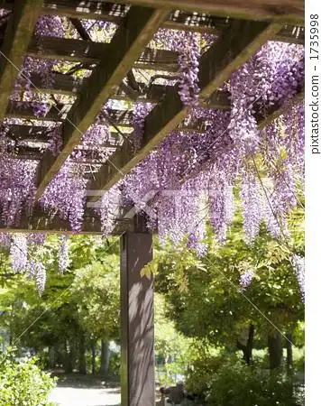 紫藤花 紫藤花架 柴藤