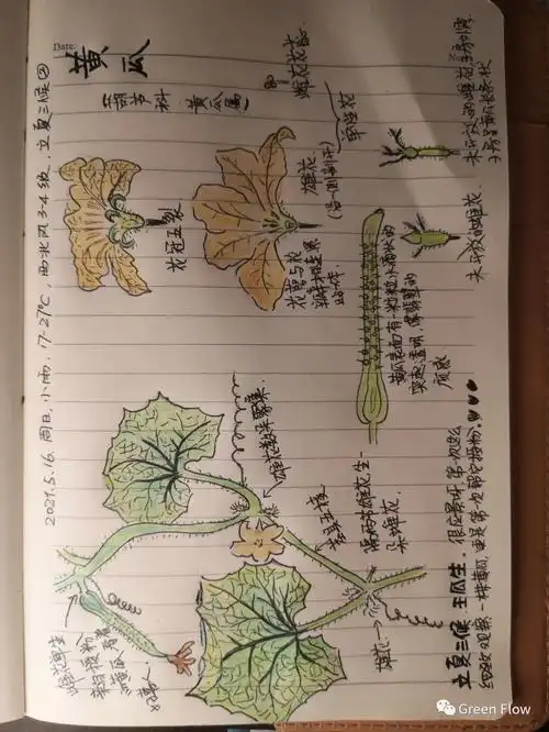 捧着日记本,拿着画笔,对着透亮的黄瓜植株,图文结合的形式记录下最近