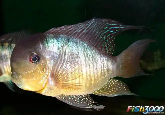 p>和尚鱼(geophagus balzanii):杂食性,体形圆润,个性温和接近于关刀